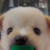 ⚡️ (@zeronevvt) 's Twitter Profile