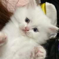 leanne (@meowwkimm) 's Twitter Profile