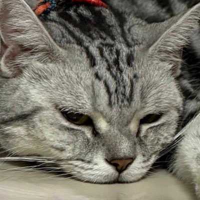 praroonofficial's profile picture. no need to explain.
