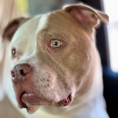 Shop our #smallbusiness & help #rescuedogs 💯 profit supports #AdoptDontShop Buy #patriotic #dogloving #tshirts #hoodies #joggers #mugs #totes & more! #DogsRock