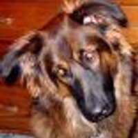 Pat Gray (@pat_gray) 's Twitter Profile
