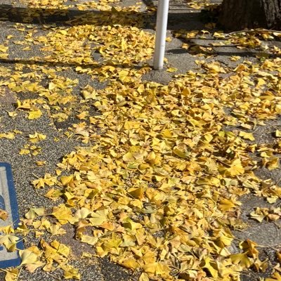 yuunomidayo's profile picture. 2 4歳、過敏性腸症候群治療中 抜け毛に悩み中