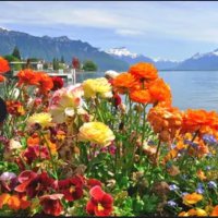 I DO NOT CONSENT (@usamidnightdig1) 's Twitter Profile