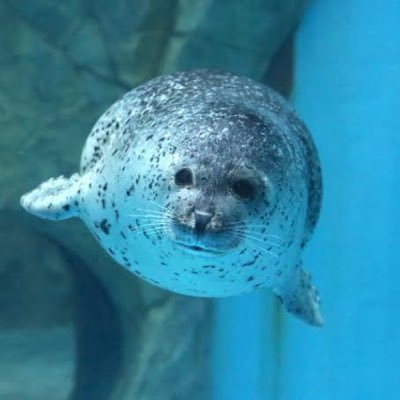 帰郷という言葉に憧れる東京生まれ東京育ち。深海魚の母に連れてきてもらった稚魚。まだまだ浅瀬にいる。