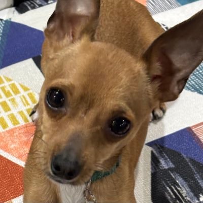 TeddyChihuahua's profile picture. Here for the news. Free Thinker-Independent /🚫DM/