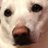 paws_mama's profile image