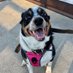 Maylee the Rescue Pup (@mayleepup) Twitter profile photo Maylee the Rescue Pup (@mayleepup) Twitter profile photo