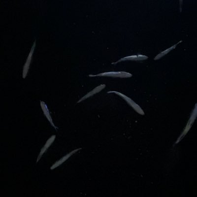 hividar_krmz's profile picture. @Galatasaray