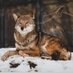 Texas Red Wolf πΈπ΄π΅π± (@texas_strike01) Twitter profile photo Texas Red Wolf πΈπ΄π΅π± (@texas_strike01) Twitter profile photo
