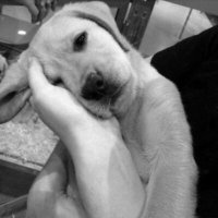 Ayyüce Aydın (@durumbildirici) Twitter profile photo