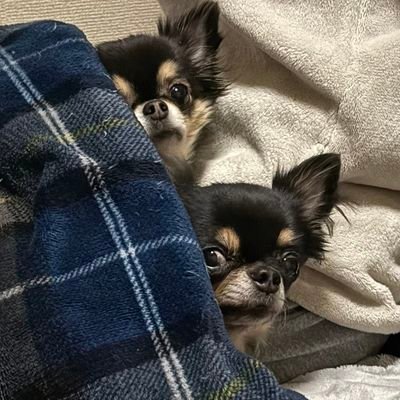 ２人🐶大好き♥️ママさんのプロフィール画像