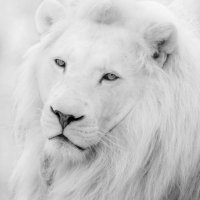 The White Lion (@_thewhitelion__) 's Twitter Profile Photo The White Lion (@_thewhitelion__) 's Twitter Profile Photo