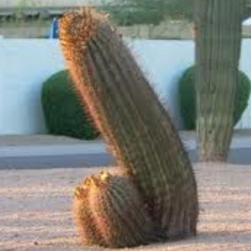 TanteTveet's profile picture. 