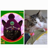 King Click, Angel Dottie🌈 😺 & mom Danny🤗💟☮️ (@dannybrilo) 's Twitter Profile