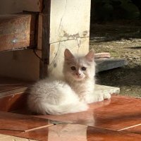 Momsi, will always be a 𝔐𝔞𝔦𝔫𝔢𝔯 (@reallyrabbit) 's Twitter Profile Photo Momsi, will always be a 𝔐𝔞𝔦𝔫𝔢𝔯 (@reallyrabbit) 's Twitter Profile Photo