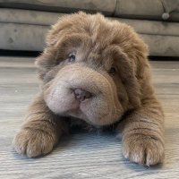 Darla&Bruce (@bearcoatdarla) 's Twitter Profile
