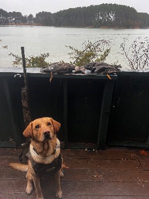 RonAlle75262312's profile picture. 