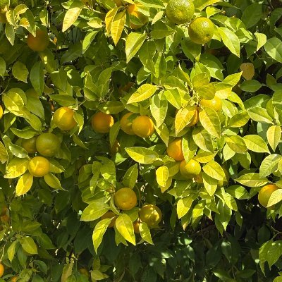 carolynali's profile picture. 