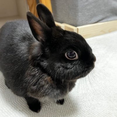 mokamoka202009's profile picture. イタズラ大好きなネザーランドドワーフのヤンチャな女の子🐰🩷フォロー･いいね･リポスト等お気軽に✨うさぎ好きさんWelcome🙌モカ姉(中の人)はちいかわ好きらしい🌸