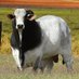 🐂The_OngoleGirl 🐃 (@the_ongolegirl) Twitter profile photo 🐂The_OngoleGirl 🐃 (@the_ongolegirl) Twitter profile photo