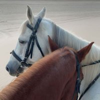 shj (@shj_sy) Twitter profile photo