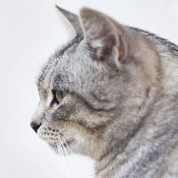 🐱ねこがみたもの🐱猫写真&物語を毎日更新 (@nekogamitamono) 's Twitter Profile
