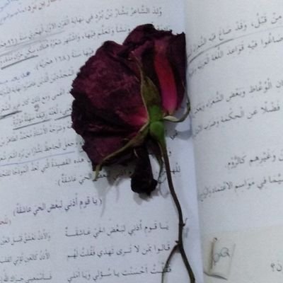 Sufi94_'s profile picture. سأبقى معك وبك ولك و روحاً لاتُفارقك 🤍.
(K)