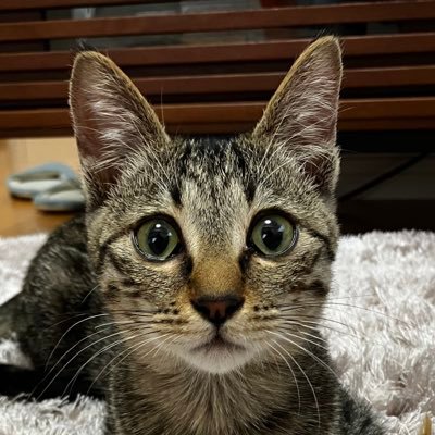 wonwootamam's profile picture. 2024.11.17生まれ2025.02.27お迎えの保護猫キジトラ ナビと🔰飼い主の日常🐈⬛✨ 怖がりでおっとりとした可愛い男の子ですෆ˚*ずっと夢だったねこちゃんとの生活⸜🙌🏻⸝ お世話しているようで毎日その愛らしさと温かさに生かされているのを感じています、感謝☺️ #猫好きさんと繫がりたい𓏲𓎨