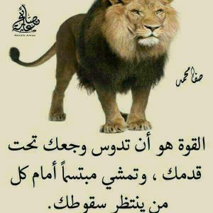 ghmadan17's profile picture. 