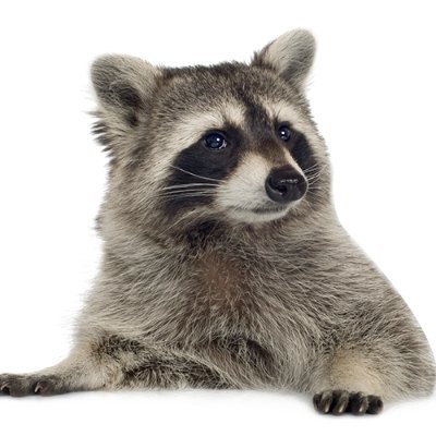 Comfy Raccoon Storytellerさんのプロフィール画像
