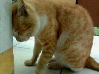 chozin_fanez's profile picture. multiply the reading of al qur'an, so that our hearts do not chase worldly only calm. My PIN 2263092a