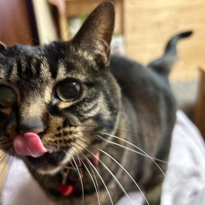 azutuuda's profile picture. vaundy が好き❤️猫が好き🐈‍⬛