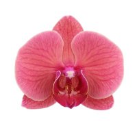 𝐸𝑙𝑑𝑎𝑉𝑒𝑙𝑎𝑟𝑑𝑒 (@elda_fmv) 's Twitter Profile