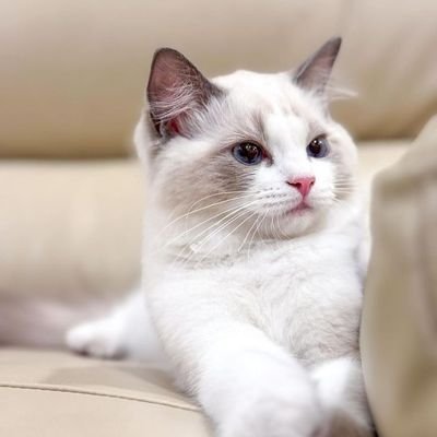 pwenjahit's profile picture. pingg