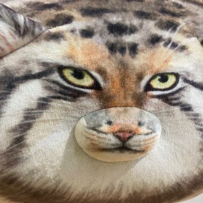 bPjgXdZpq144130's profile picture. 02 大学生　バキバキ童貞　滋賀