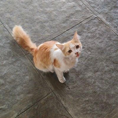 ronycat007's profile picture. Systematic