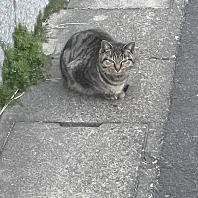 komuninijitui's profile picture. 雑食／異型頭好き💕