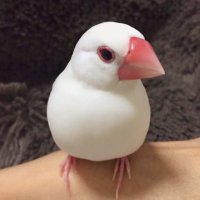 のりこ𓅪 (@bunchofunsu) 's Twitter Profile