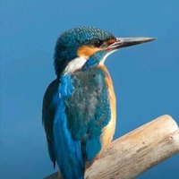 bluebird (@bluebirdonsnow) 's Twitter Profile Photo bluebird (@bluebirdonsnow) 's Twitter Profile Photo