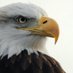 Eagles Don’t Cry (@eaglesdontcry) Twitter profile photo Eagles Don’t Cry (@eaglesdontcry) Twitter profile photo