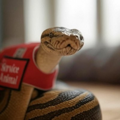 gtrswhiskeyguns's profile picture. three's a crowd but four's a fight