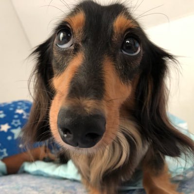 LUCKY_Yu_'s profile picture. SMAP☆中居ヅラ♡新しい地図/ ハジ→/ BayPockets /マエノミドリ/野球 ⚾︎Yakult Swallows 高校野球⚾︎/水族館ᗦ↞︎◃︎ /お祭り/カメラ/愛犬♡LUCKY 2012/11/3 ♡HAPPY 2016/9/25 ♡JOY 2019/4/6 ᐡᴥᐡ