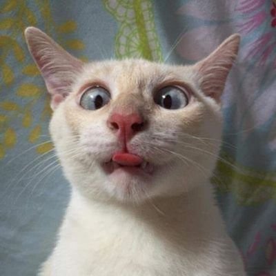 Phoenixarised11's profile picture. I'm a sweary cat, I swear at lefty, socialist fuckwits... My language is sodding awful but frankly my dears, I don't give a fuck.
Starmer and his mob are cunts