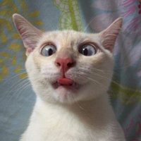Mr Sweary cat (@phoenixarised11) 's Twitter Profile