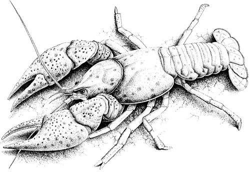 Dedicated to promoting and preserving the White-clawed Crayfish, the UK's only native crayfish species. Brought to you by Buglife -  @Buzz_dont_tweet