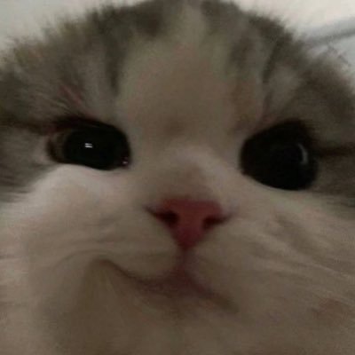 chazzangg's profile picture. #먐미츄르짜주기 계정