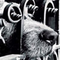 Дмитрий Чернышев (@mi3chmi3ch) 's Twitter Profile Photo