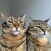 chonkmeow (@dominicode62244) Twitter profile photo chonkmeow (@dominicode62244) Twitter profile photo