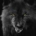 Daddy Wolf (@daddywolfest) Twitter profile photo Daddy Wolf (@daddywolfest) Twitter profile photo