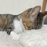 もも (@damejanaikakiru) 's Twitter Profile Photo もも (@damejanaikakiru) 's Twitter Profile Photo